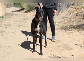 NORMA-klassische Galga: elegant, feinfühlig und voller innerer Stärke