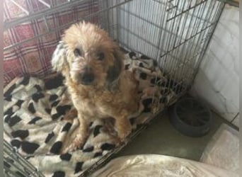 Luca: Ich suche ein neues Zuhause, wer möchte mich?