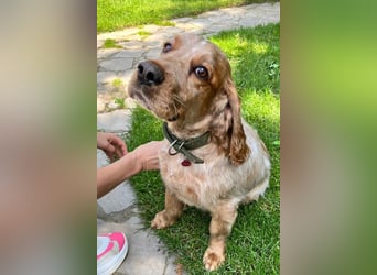 Hübscher Spaniel-Mischling PHILIPP sucht eine liebevolle Familie