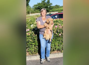 Bolota, Mix Dackel / Spaniel, noch schüchtern und ängstlich