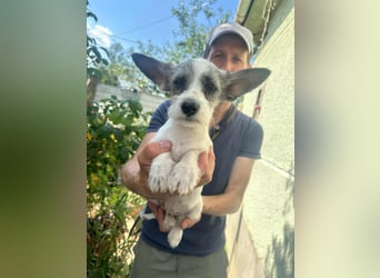 Luke, geboren 30.03.2025, 20cm sucht seine Chance