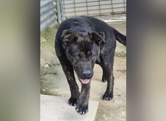Roscon, will nicht im Tierheim groß werden