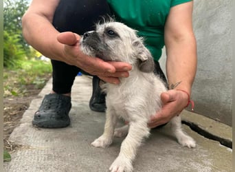 Stella, geboren 01.05.2025, 22cm sucht ihre Menschen