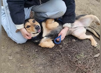 Zelda, geb. 05/2022, 53 cm, wünscht sich ein Körbchen