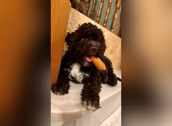 Lagotto Romagnolo Welpen reinrassige