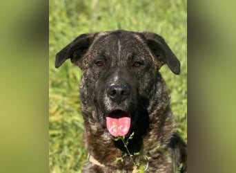 Jackpot - ein majestätischer Doggen-Mix sucht sein Königreich
