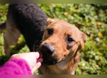COOKIE - der aktive und aufgeweckte Junghund lernt schnell und geht schon toll an der Leine