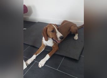 Valentina – Lebensfreude auf vier Pfoten sucht aktives Zuhause