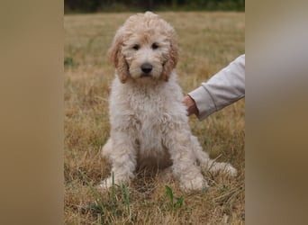 Wurfankündigung Labradoodle F1B Welpen