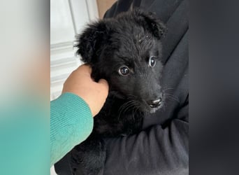 AMICO❤️ bezaubernder kroat. Schäferhund-Mix-Junge und eine pure 4-Pfoten-Amore