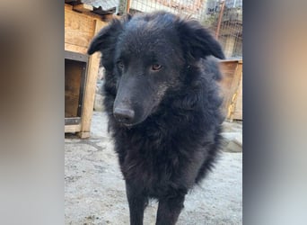 LENZI❤️unser kroat. Schäferhund-Mix-Rüde ist ein wahrer Sonnenschein!