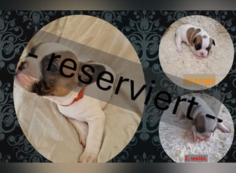 Französische Bulldoggen Welpen