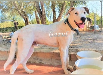 Gazul 06/2019 (ESP) - charismatischer und sozialer Boxer-Herdenschutz Mix!