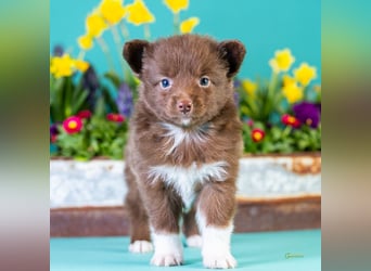 Kleinbleibende Miniature Australian Shepherd Welpen