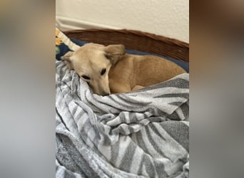 Pinscher- Mischlingsmädchen Elsa sucht ihr liebevolles Zuhause
