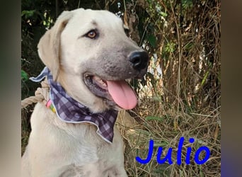 Julio geb. 12/2024 (GRC) - ausgeglichener und sozialer Welpe!