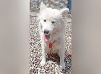 ❤️ nordische Schönheit KIARA - 2 Jahre, 58cm/21kg - Samojede