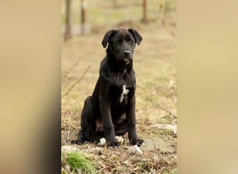 Hübscher Fido sucht seine Familie