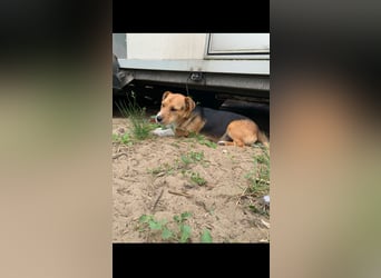 Linus der perfekte Familienhund