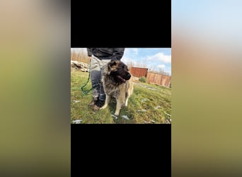 Alpha sucht seine Aufgabe