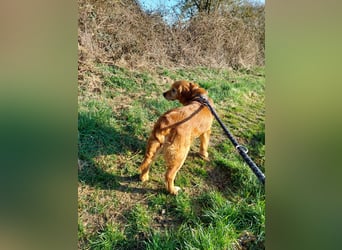 Bogi, aktives, bildhübsches Golden Retriever Mädchen geb. 2021