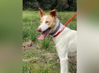 Fröhlichere WILLY mit einem Herzen aus Gold-freundlich zu Hund und MEnsch, läuft gut an der Leine