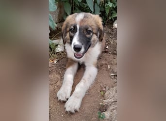 ❤️ Santi – eine kleine Kämpferin auf der Suche nach einem Zuhause voller Liebe!
