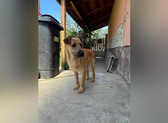 Teddy, 2 Jahre sucht sein Körbchen