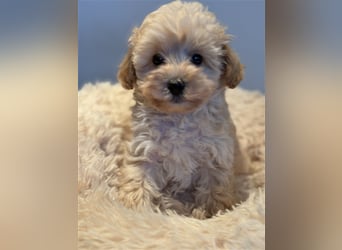 Sehr schöne Maltipoo welpen in abricot und crème farben