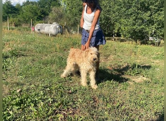 Jackline, süße Briard Hündin sucht …..