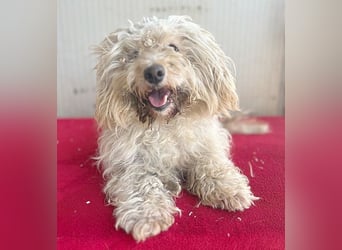 (R) ❤️ superliebe kleine MIMI - 7 Jahre, 30cm - Havaneser-Mix