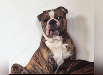 Big Boy Bruno Vom Örmser Bahnhof sucht sein Zuhause