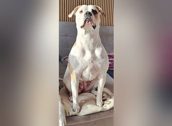 American Bulldog Welpen aus Hybrid/Standard Verpaarung ab Mitte Juni abzugeben, www.cocodin-bulls.de