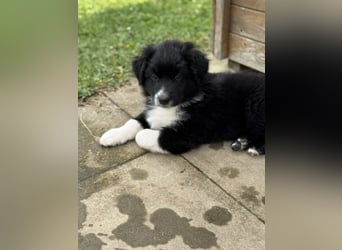 Australian Shepherd Welpen in  Black Bi