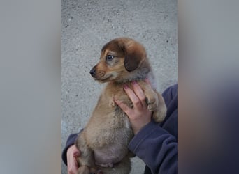 Harry - sucht noch sein Körbchen