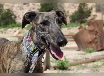CORA-zarte Galgo-Seele auf der Suche nach einem liebevollen Zuhause
