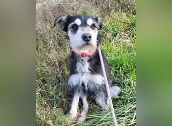 Schnauzer-Mix ♥Milo♥ ein aktiver, absoluter Herzens-Hund