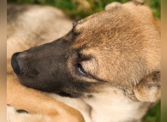 LILY❤️HSH-Mix-Hündin: eine echte Herzensbrecherin & sanfte Seele