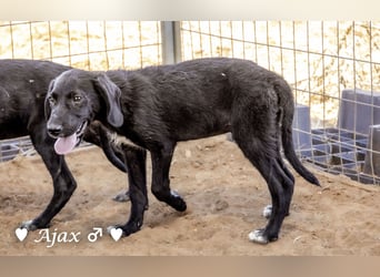 Timmy, Adam und Ajax suchen ein Zuhause