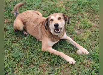 Balu - toller lebensfroher Hundebub sucht ein Zuhause