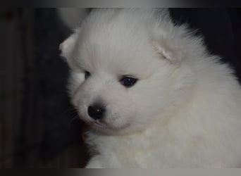 Japan Spitz Welpe
