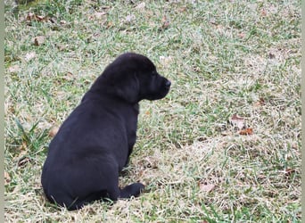 Reinrassige Labrador Welpen ab sofort abzugeben