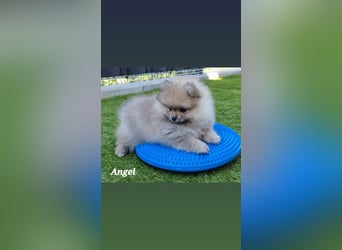 Reinrassige Pomeranian-Hündinnen mit Ahnentafel suchen ihre Traumfamilien