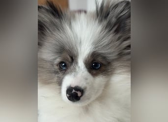 kleiner Prinz Liber (Tierschutz)