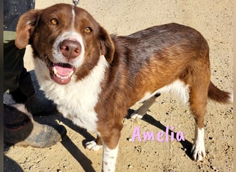 Amelia 08/2018 (ESP) - bezaubernde, ausgeglichene und soziale Hütehund-Mix Hündin!