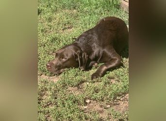 Labrador