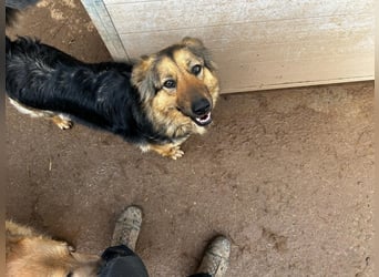 Lissi sucht ein Zuhause mit Herz, Platz und Abenteuer