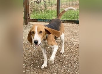 Beagle-Mix Pablito - verspielt und freundlich