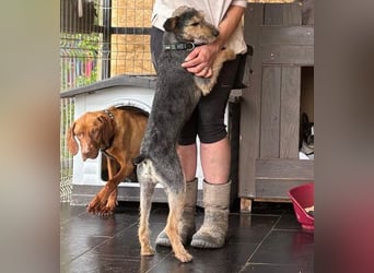 ❤️ superlieber PINO - 1 Jahr, 40cm - Mischling