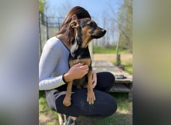 Dobby LM – kleiner Wirbelwind sucht seine Familie
